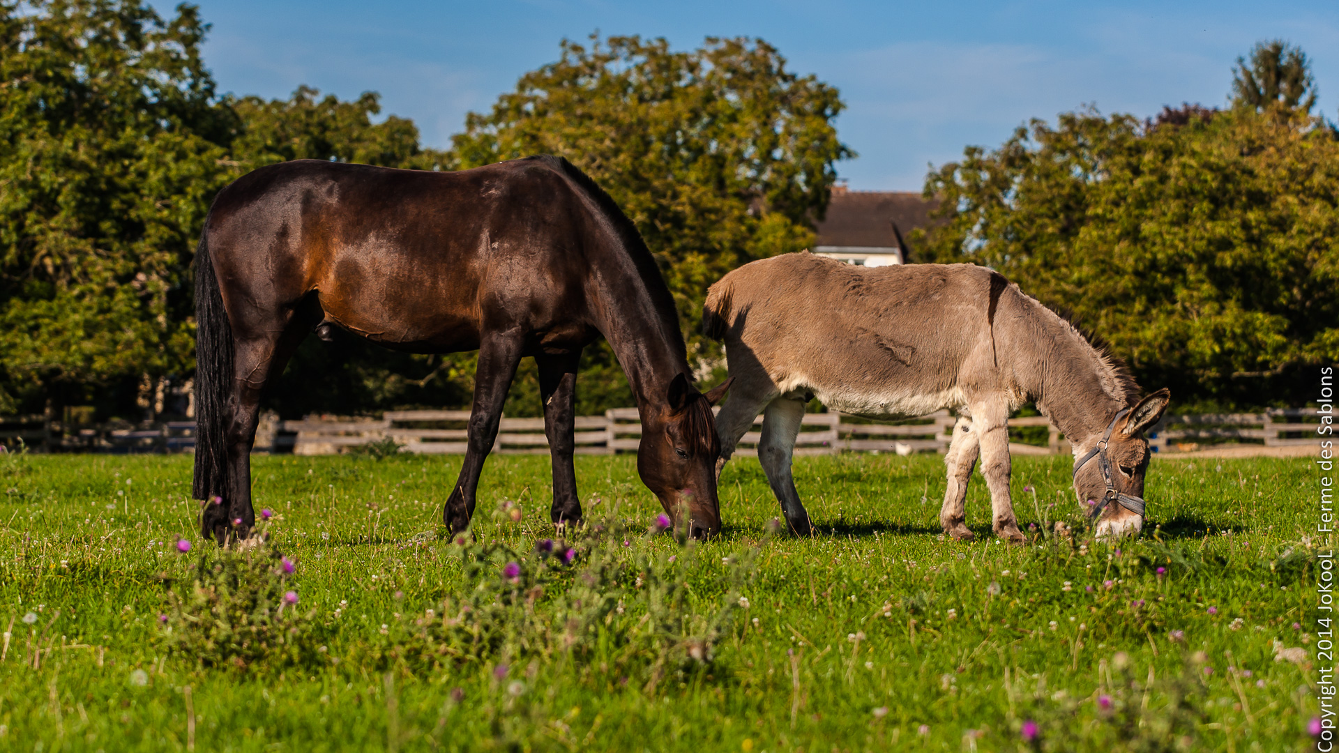 cheval3
