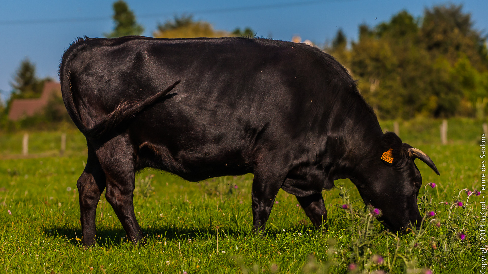 vache5