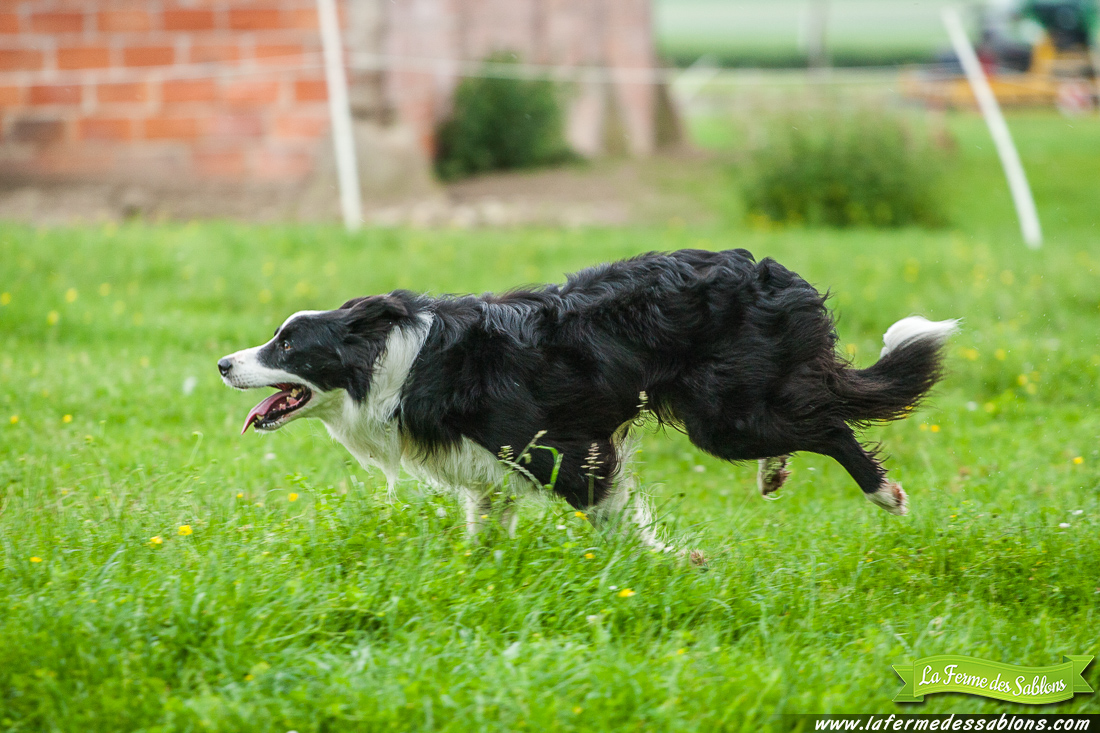 chien