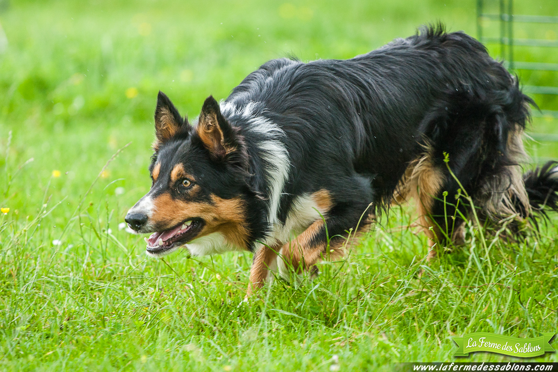 chien2