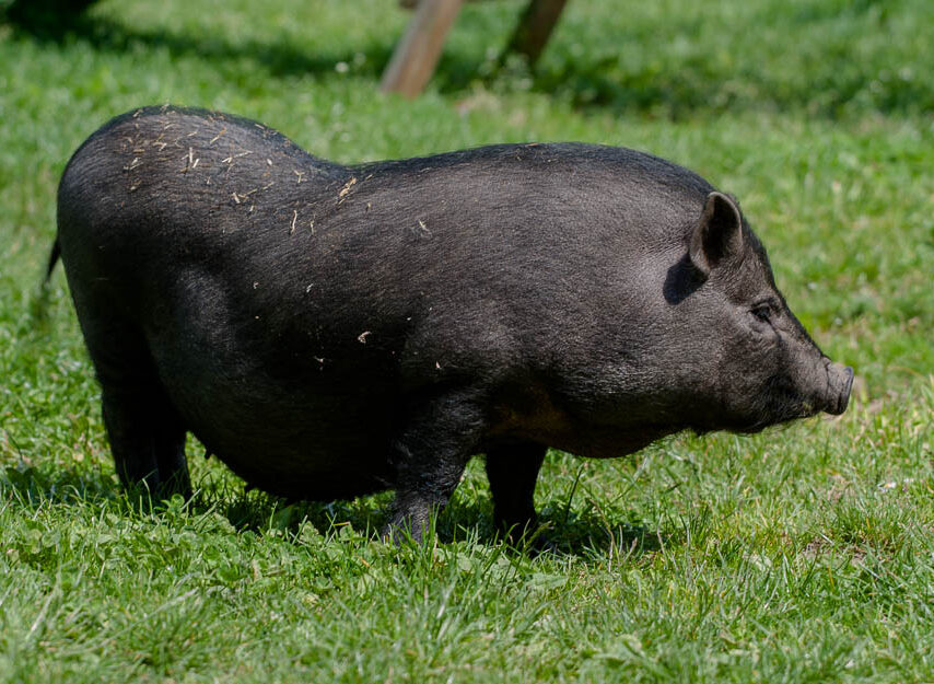 cochon1