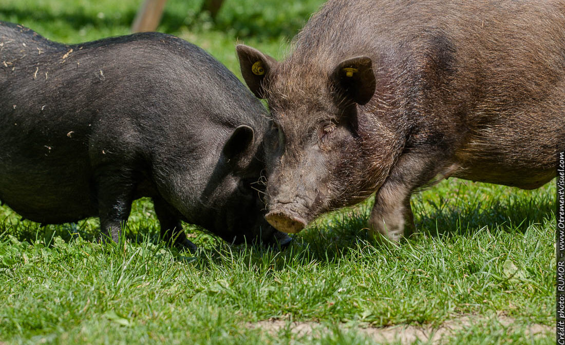 cochon2