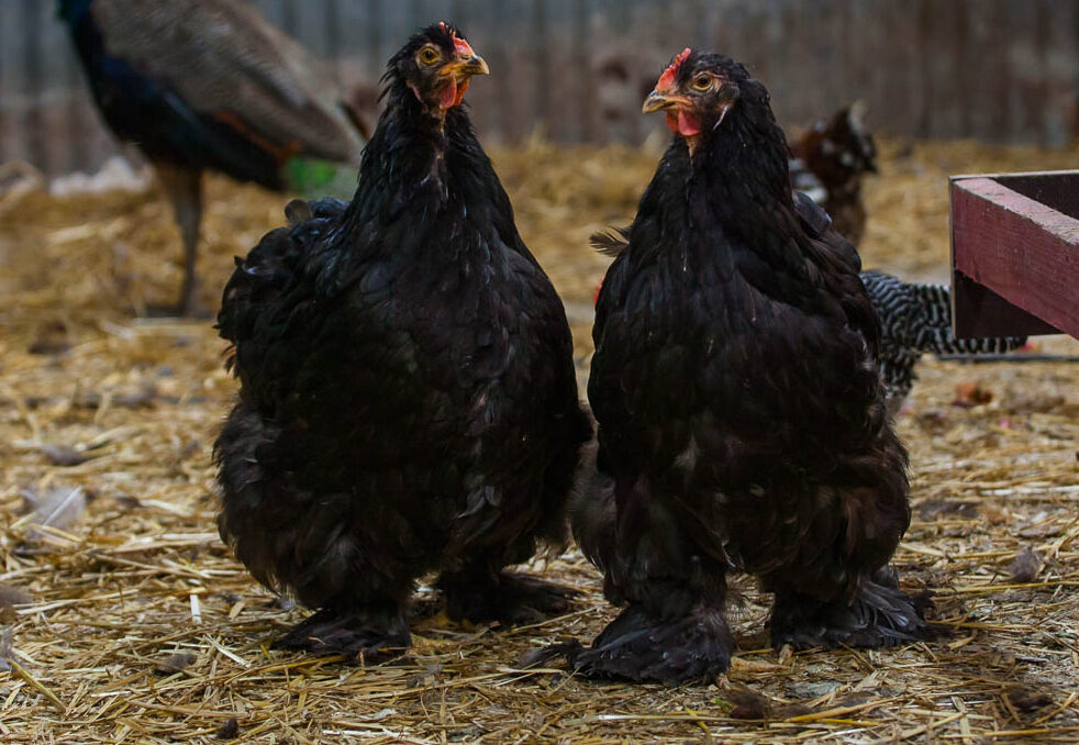 poules4