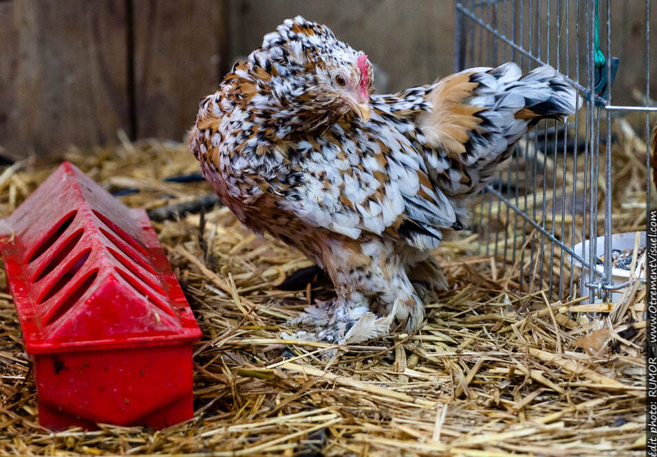 pouleornement