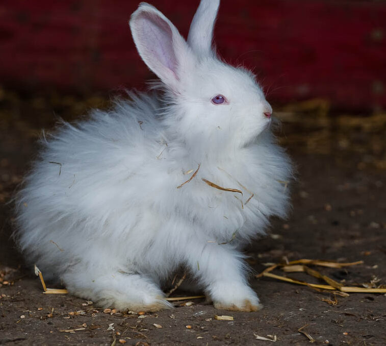 lapin1