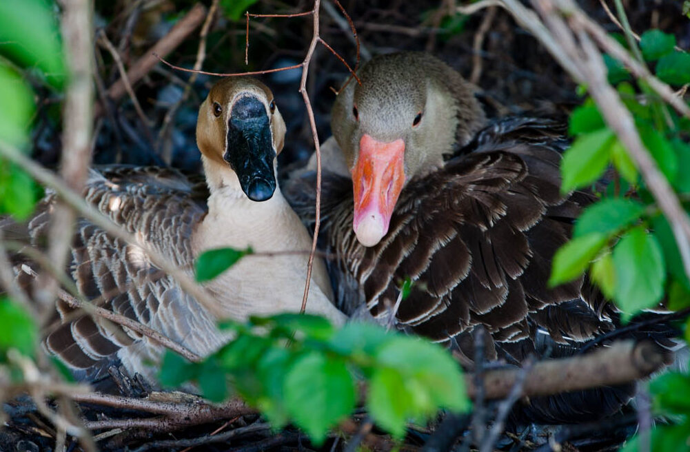 canard3