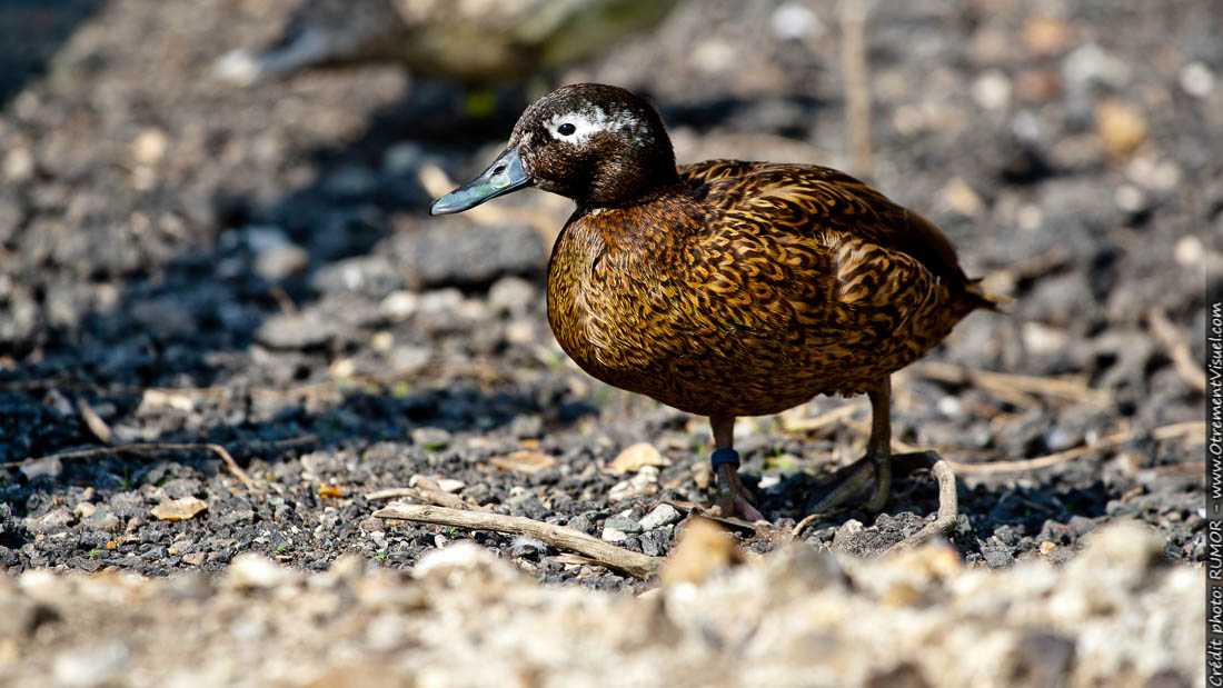 canard2