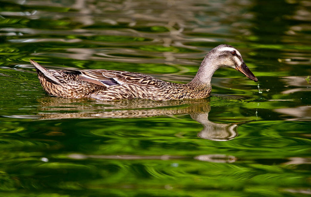 canard1