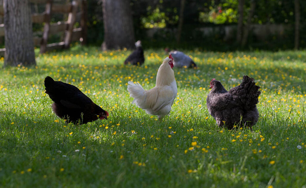 poules3