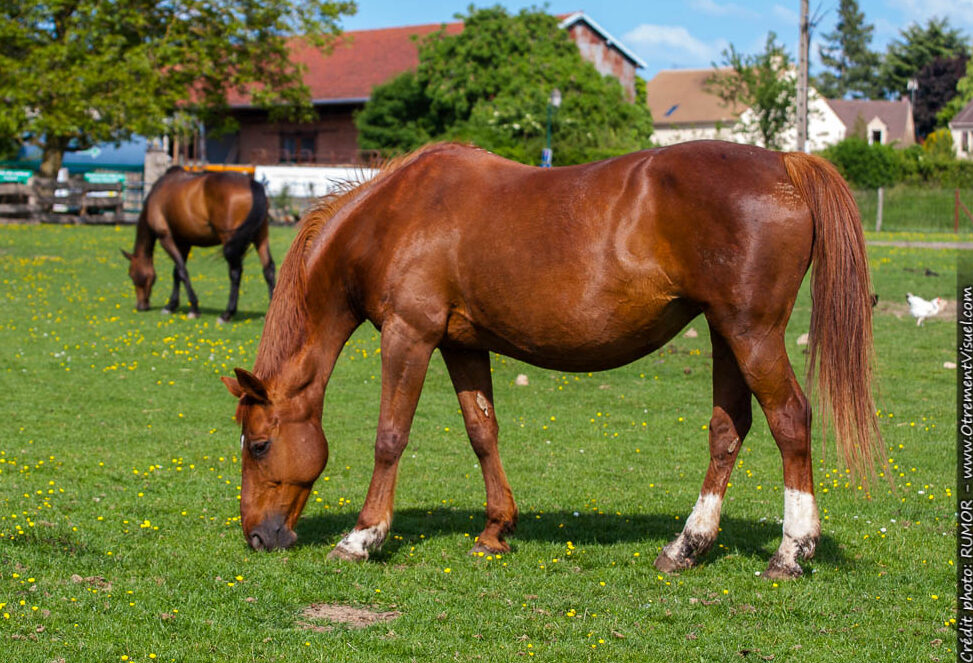 cheval2
