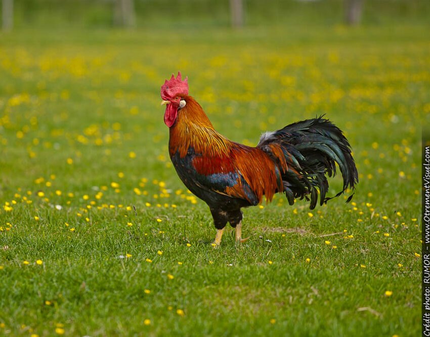 poules2
