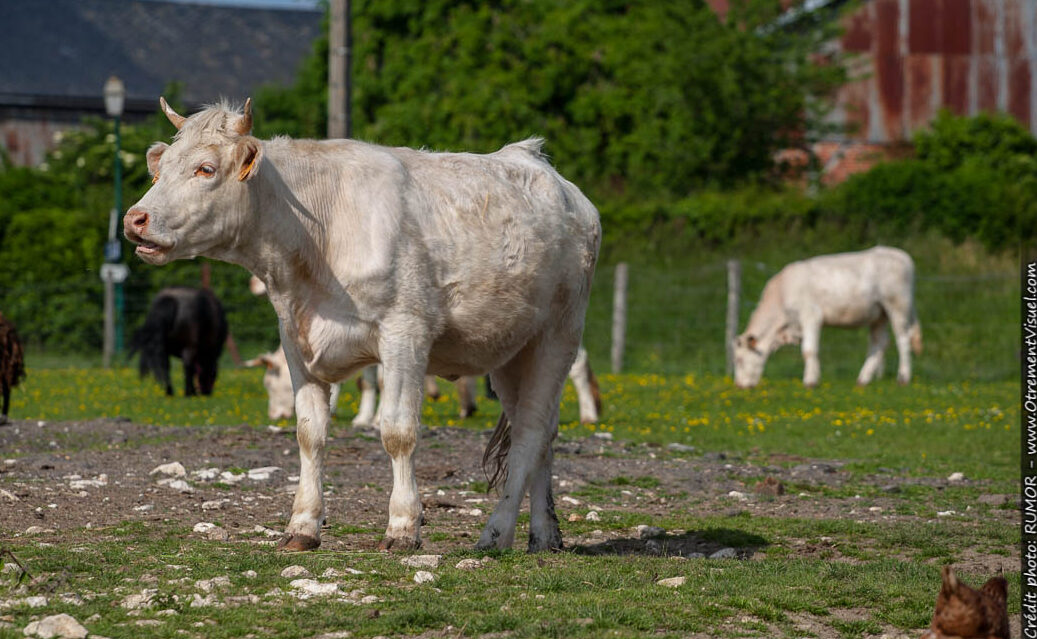 vache1