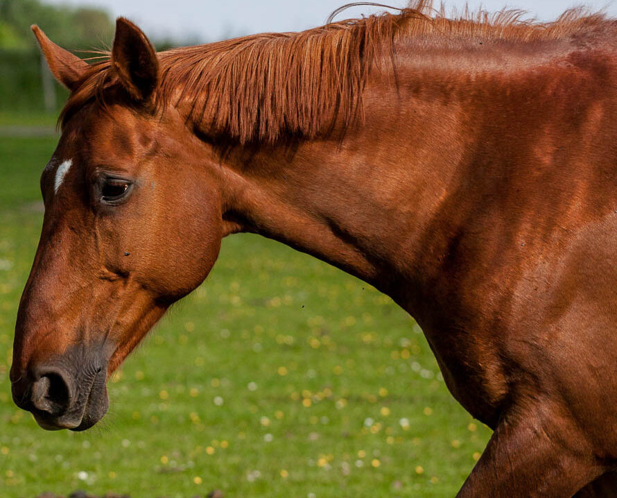 cheval1