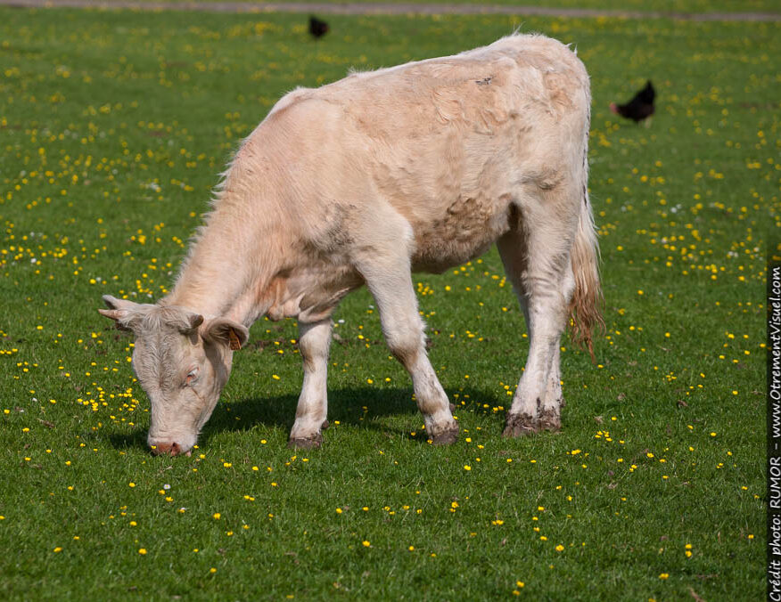 vache2