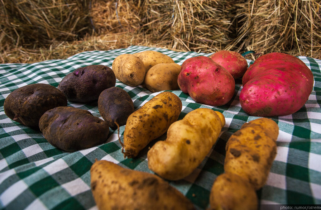 Pommes de terre