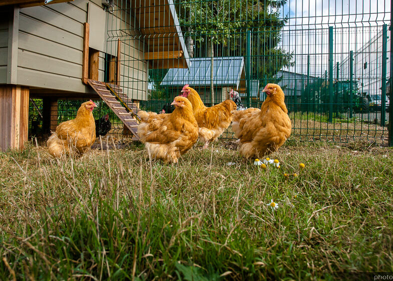 poule